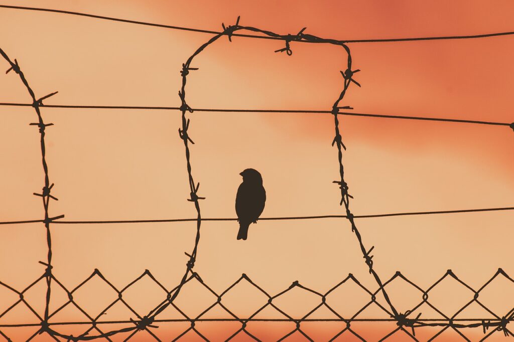 the silhouette of a small bird perched on a barbed wire fence