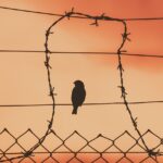 the silhouette of a small bird perched on a barbed wire fence